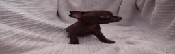 Chihuahua dogs for sale: Short Haired Chihuahua Apple Head KC Reg Puppies - Advert 23