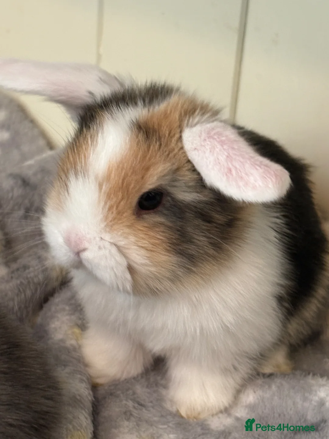 Mini Lop rabbits for sale: Mini lops-raised indoors-vaccinated  - Advert 1