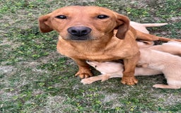 Goldador dogs for sale: Gorgoeus Goldador’s-Health Tested  - Image 8