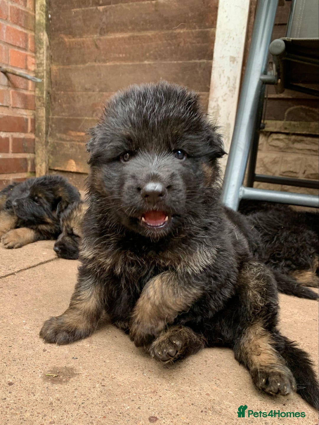 German Shepherd dogs for sale: German Shepard Long haired puppies - Image 12