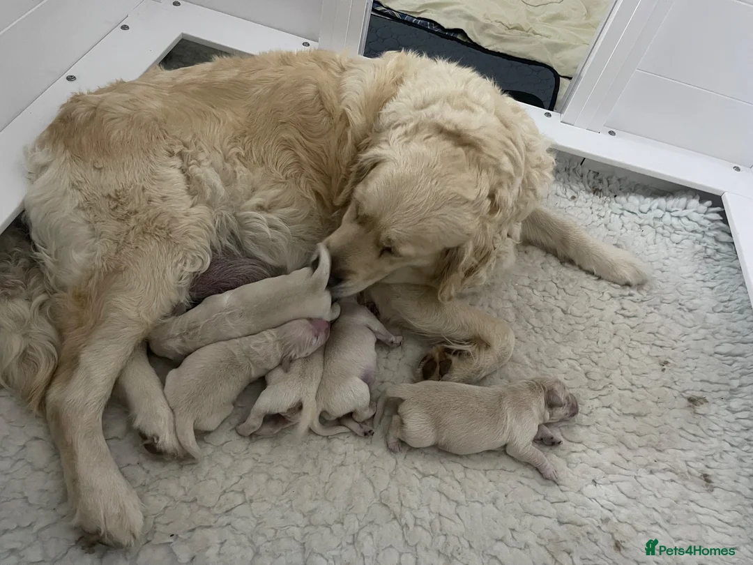 Golden Retriever dogs for sale: KC registered golden retriever puppies  - Advert 2