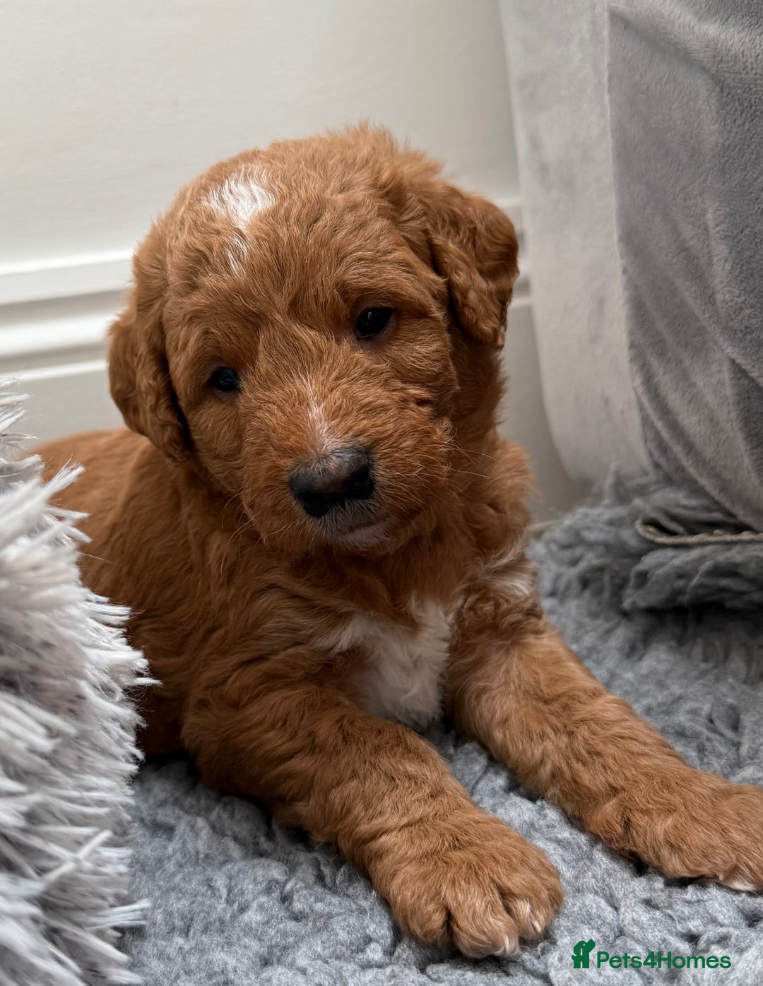 Australian Labradoodle dogs for sale: Australian Labradoodle Pups  - Advert 25