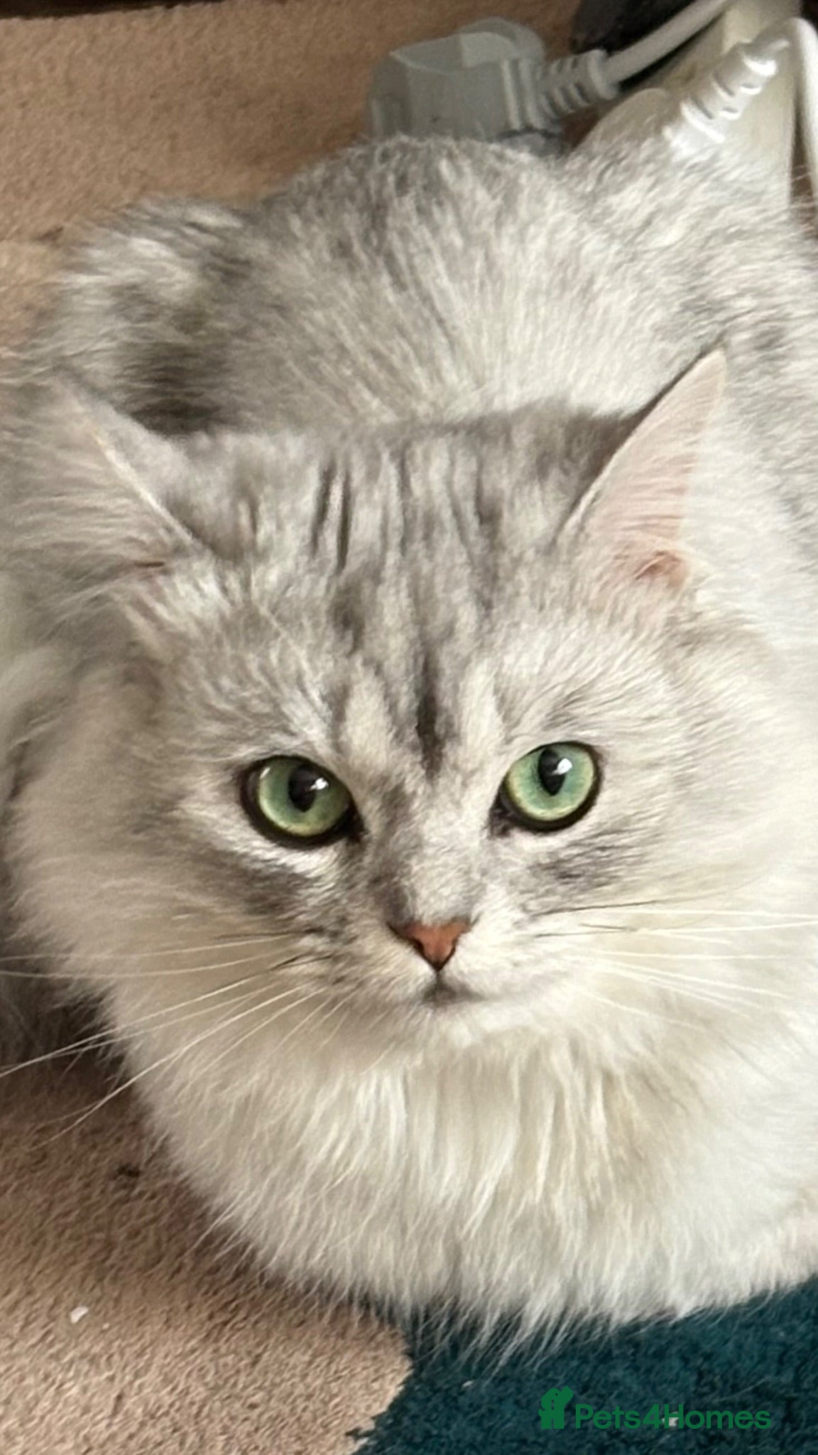 Persian cats Beautiful friendly socialised kittens - Advert 2