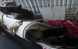 Mixed Breed cats for sale: 6 mixed breed kittens - Image 21