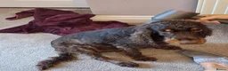 Cocker Spaniel dogs for adoption: Master - Spaniel Available for Adoption in Bridgwater - Advert 4
