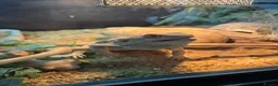 Bearded Dragon reptiles for sale: 2 bearded dragons for sale in Dereham - Advert 11