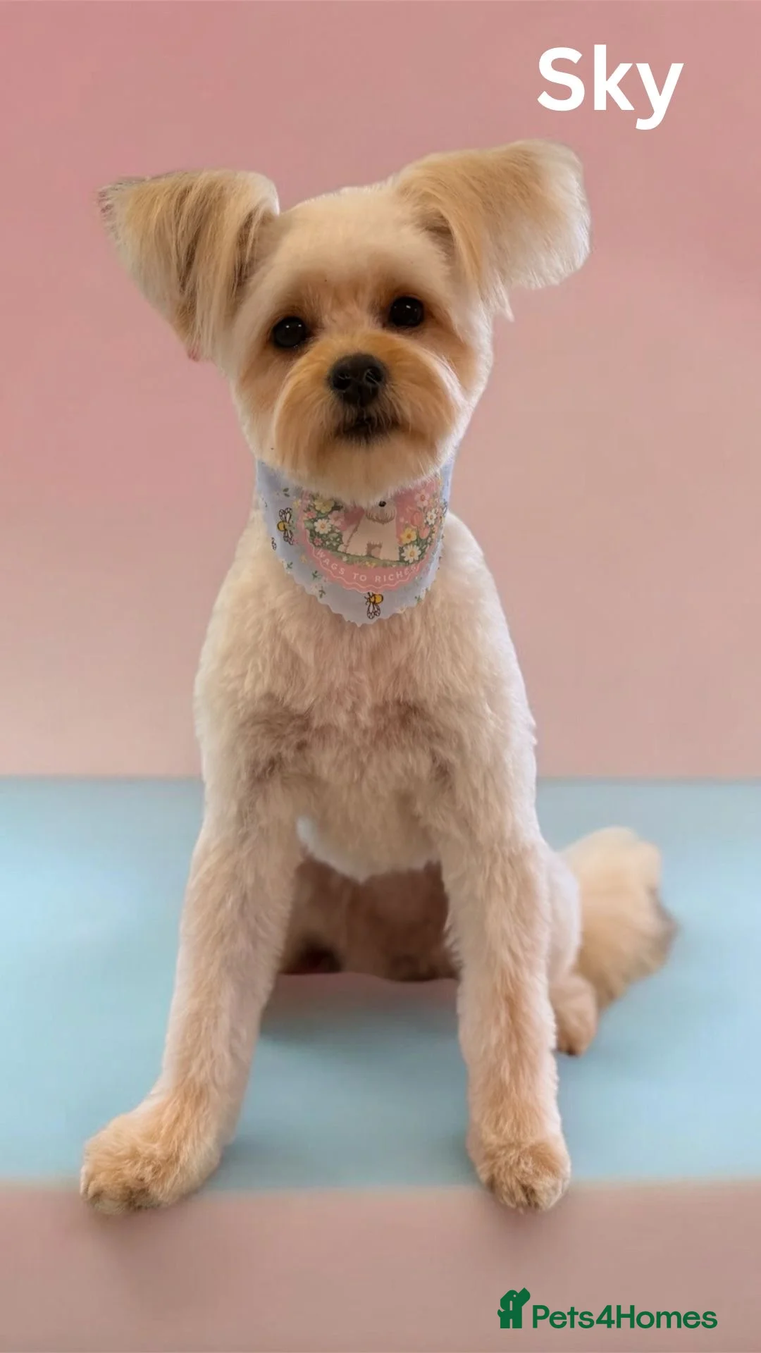 Pomapoo dogs for sale: Pomapoo needs a home from home in Wakefield - Advert 2