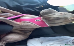 American Bulldog dogs for sale: American bulldog cross staff - Image 1
