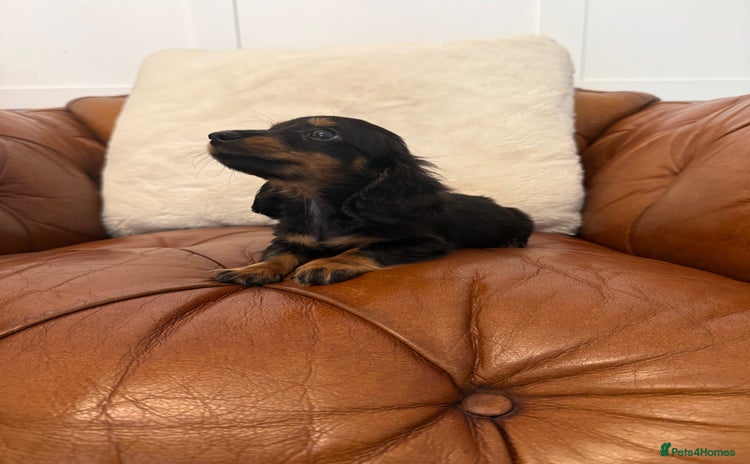 Miniature Dachshund dogs - Advert 15
