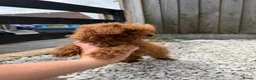 Toy Poodle dogs for sale: Small  **  Asian Poodle Boy in Grays - Advert 5