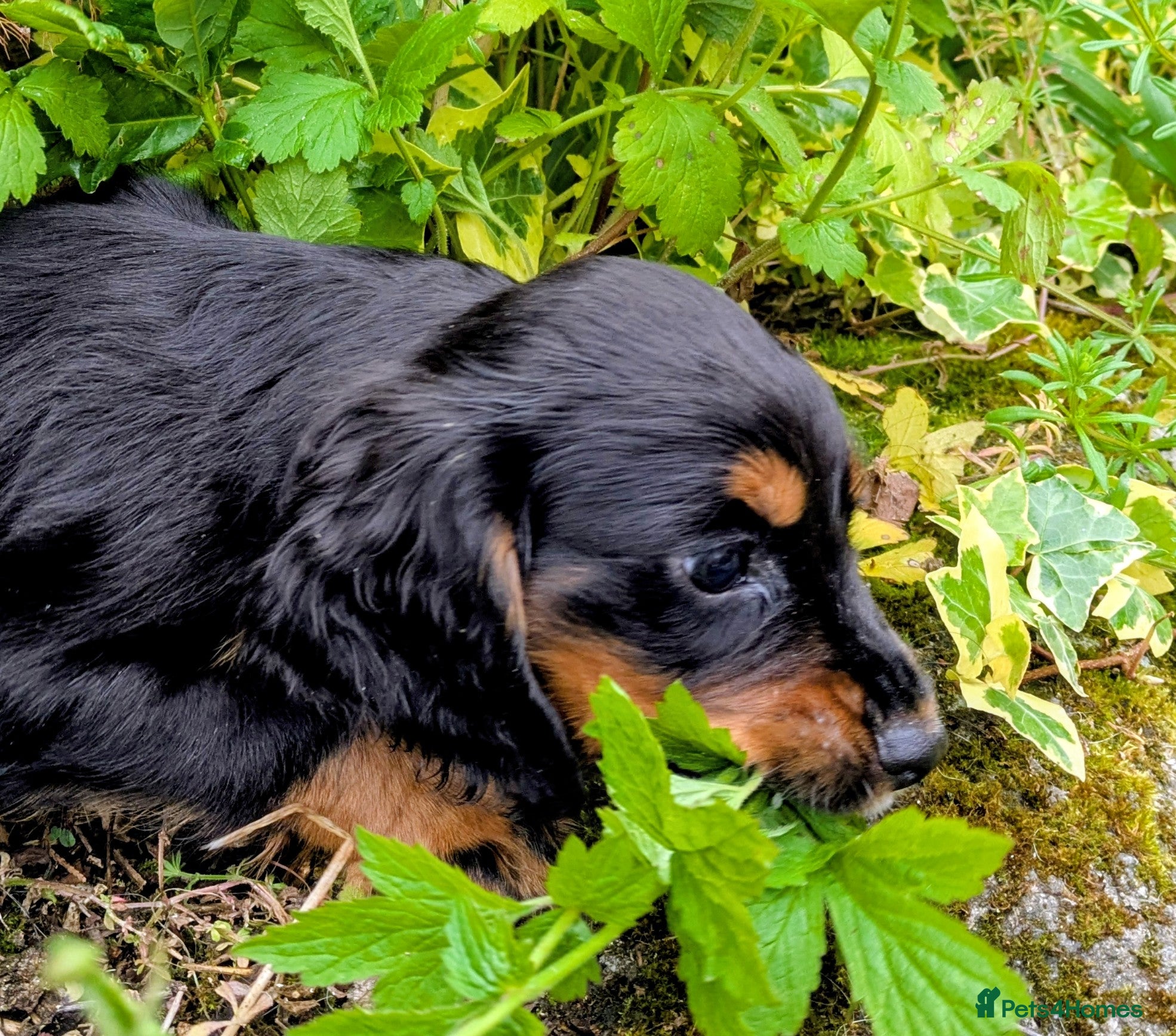 Cocker Spaniel dogs Black and Tan cocker Spaniel  - Advert 13