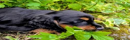Cocker Spaniel dogs for sale: Black and Tan cocker Spaniel  - Advert 1