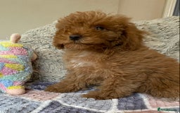 Cockapoo dogs for sale: Stunning fox red cockapoo puppies PRA clear  - Image 13