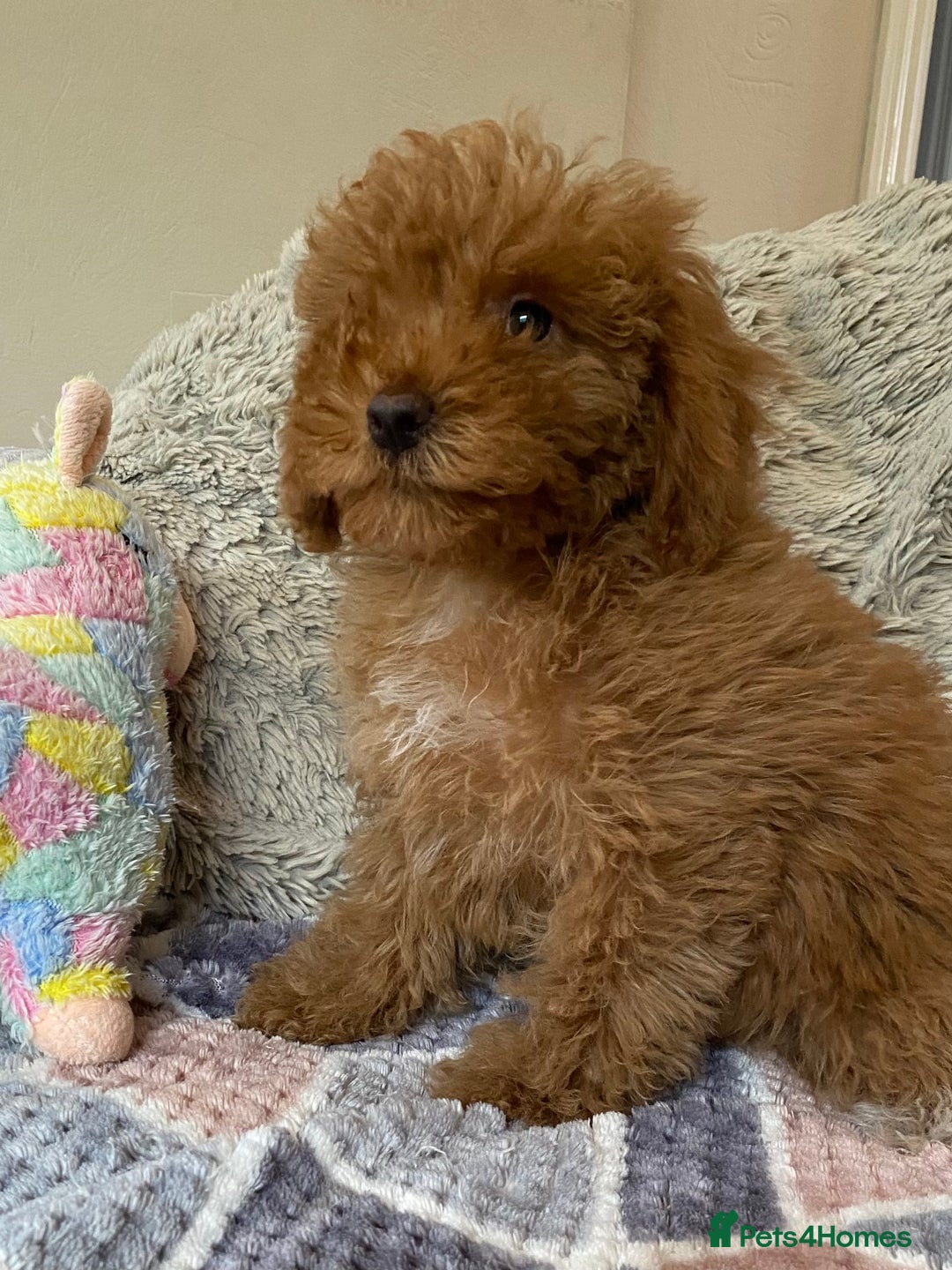Cockapoo dogs for sale: Stunning fox red cockapoo puppies PRA clear  - Image 13
