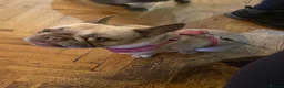 French Bulldog dogs for sale: Miss Bella - Advert 7