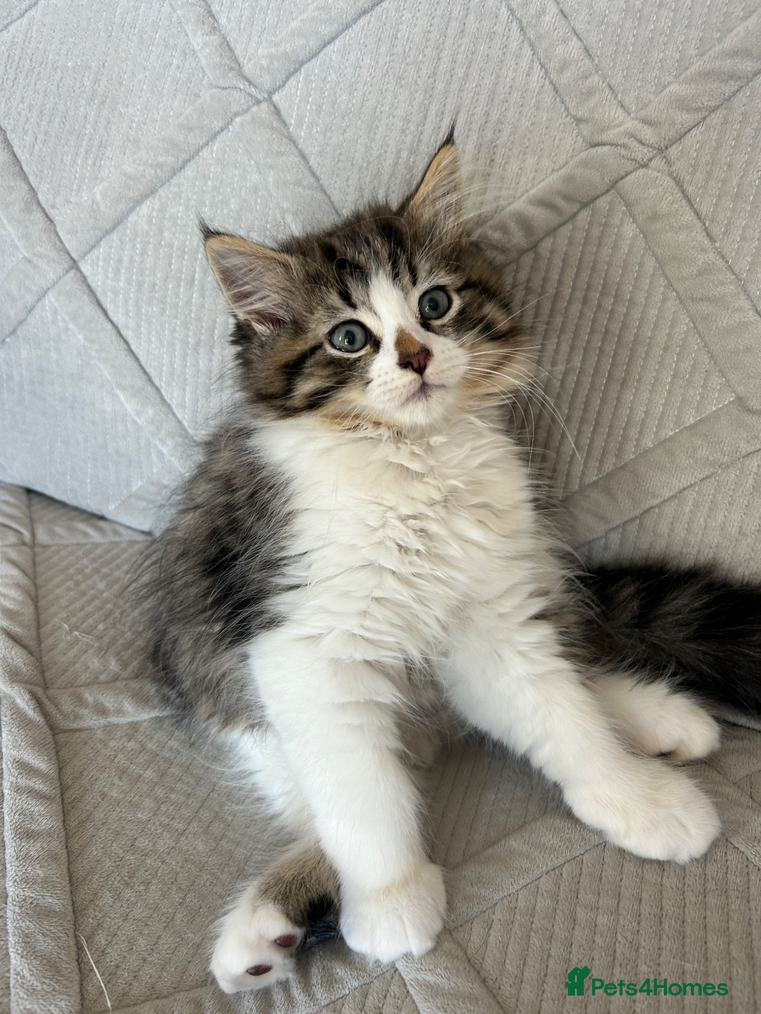 Persian cats Now reduced only 1 left Persian Cross kittens  - Advert 1