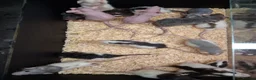 Rat rodents for sale: Baby Dumbo Rats - Advert 4