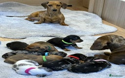 Dachshund dogs for sale: Adorable dachshund puppies ready for loving homes - Image 27
