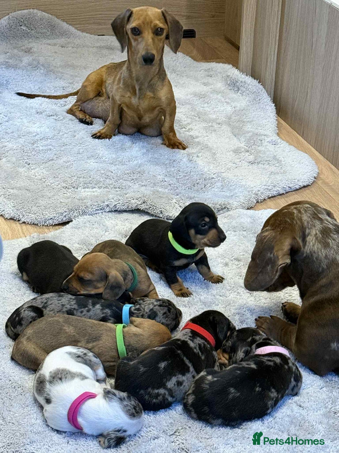 Dachshund dogs for sale: Adorable dachshund puppies ready for loving homes - Image 27