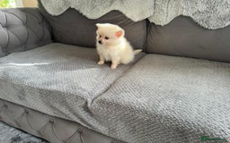 Pomeranian dogs for sale: Pomeranian puppies  - Image 19