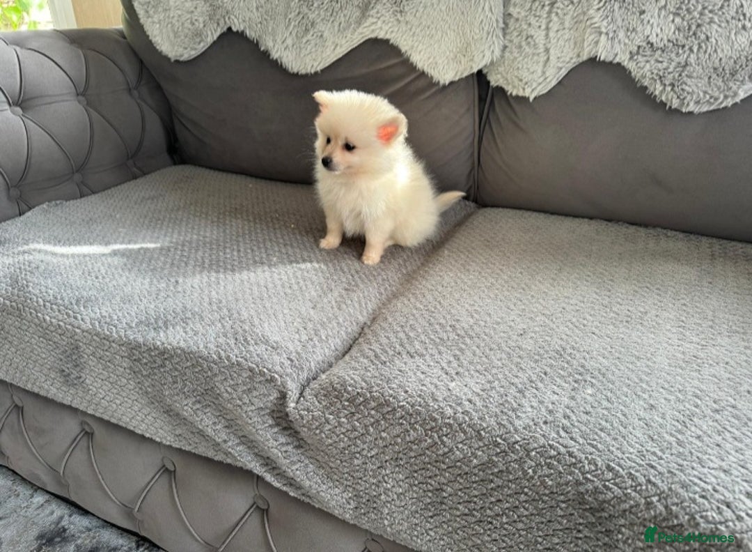 Pomeranian dogs for sale: Pomeranian puppies  - Image 19