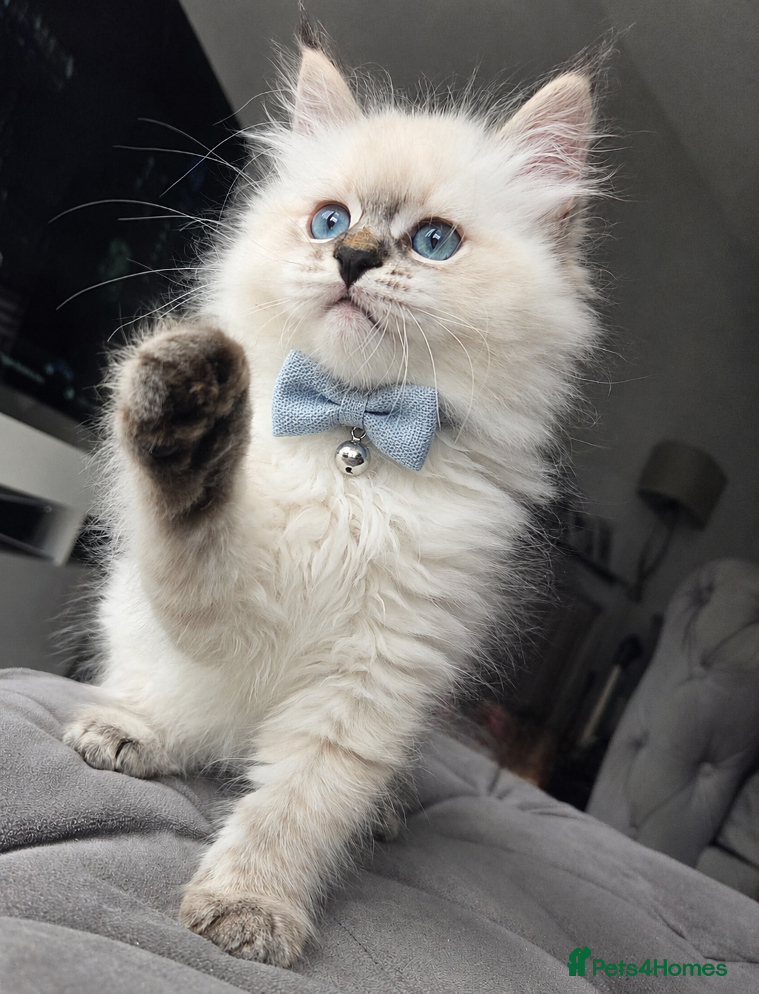 Siberian cats GCCF neva Champion bloodlines siberians - Advert 1