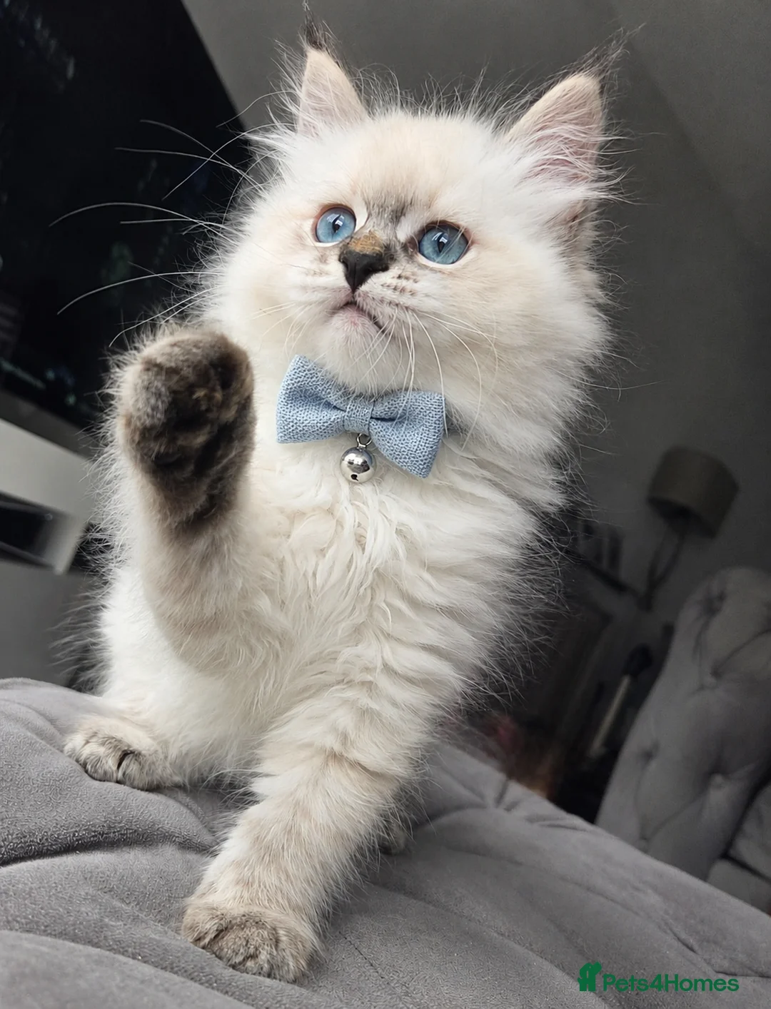Siberian cats for sale: GCCF neva Champion bloodlines siberians - Advert 2