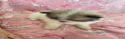 Pomeranian dogs for sale: KC reg Beautiful Teddy bear Pomeranian girls - Advert 5