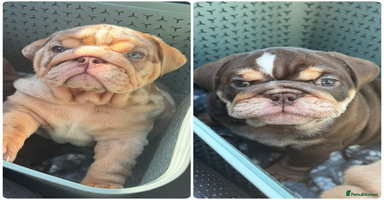 English Bulldog dogs - Advert 7