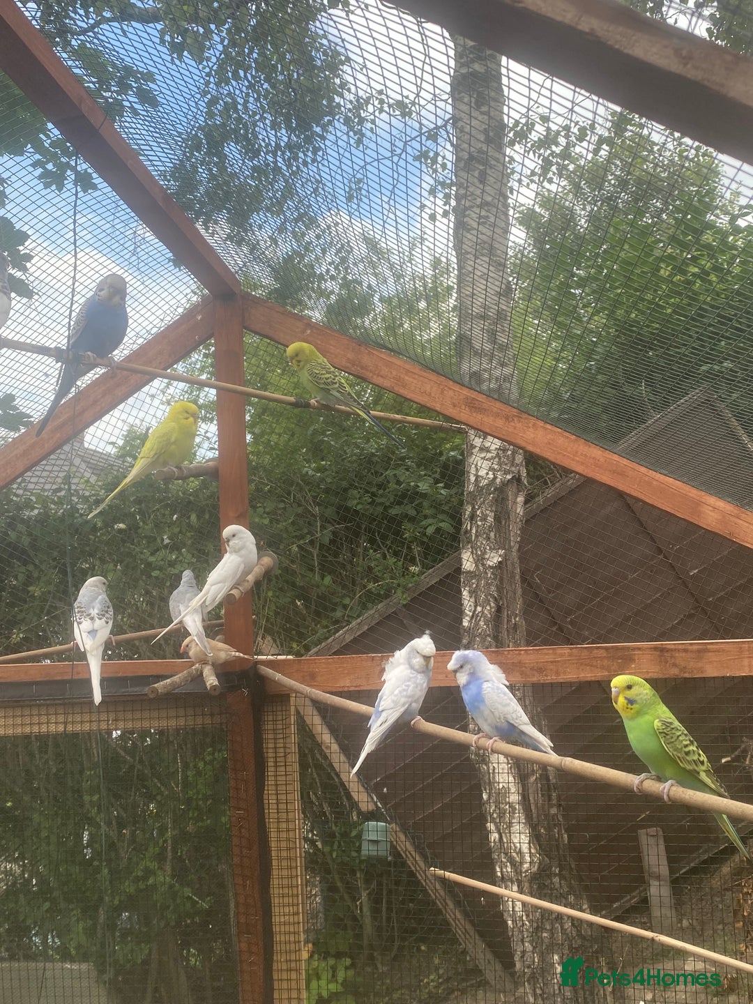 Budgerigars birds for sale: Young budgies - Image 2