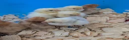 Chickens poultry for sale: Pekin bantam day old chicks - Advert 6