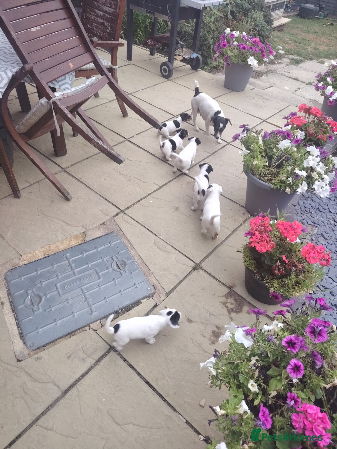Jack Russell dogs for sale: Jack Russell puppies  - Image 6
