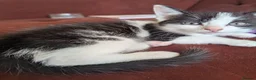 Mixed Breed cats for sale: 4 gorgeous kittens ds X ragdoll X russian blue - Advert 20