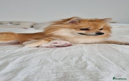 Pomeranian dogs for sale: 3 male Pomeranian puppies, 1 cream, 2 cream sable. - Image 18