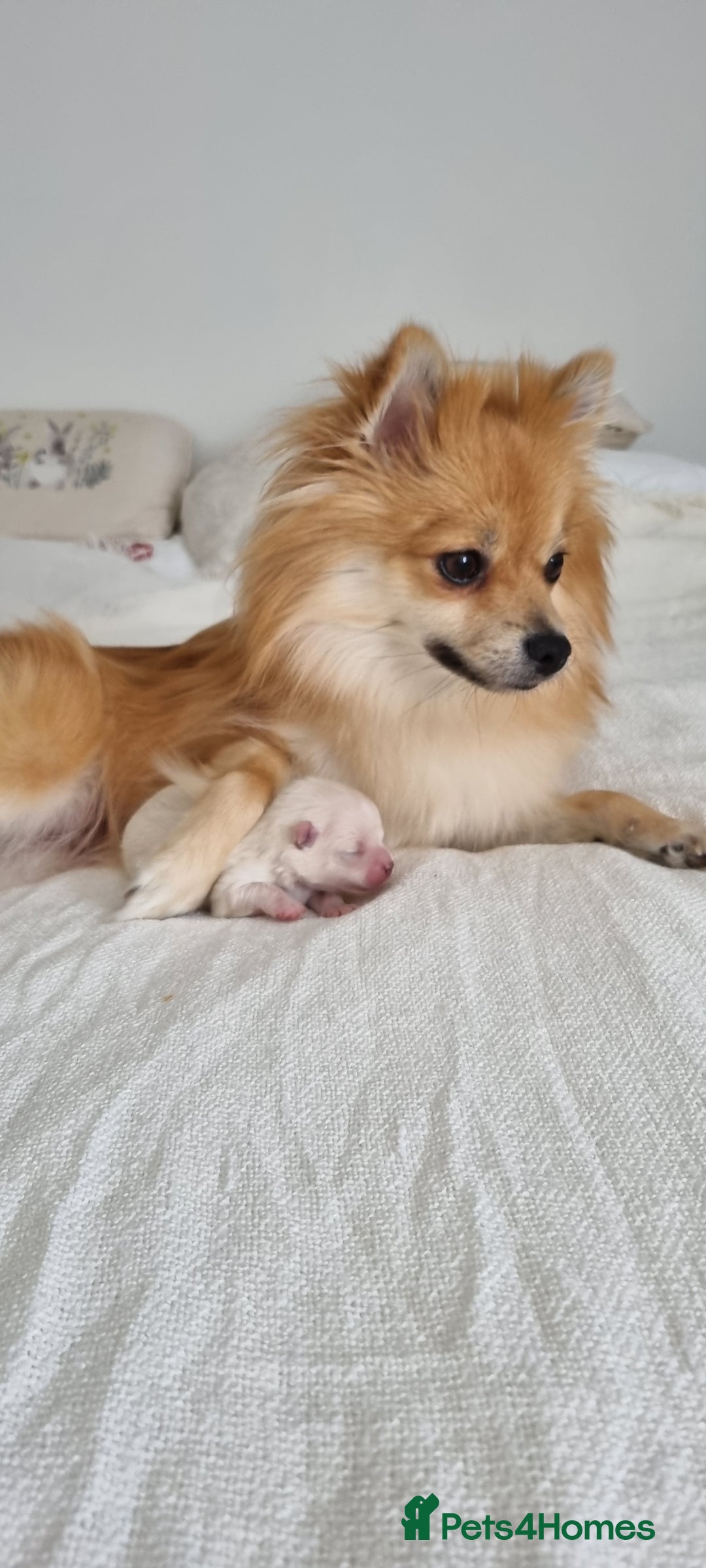 Pomeranian dogs for sale: 3 male Pomeranian puppies, 1 cream, 2 cream sable. - Image 18