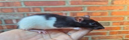 Rat rodents for sale: Male and female rats  - Advert 3