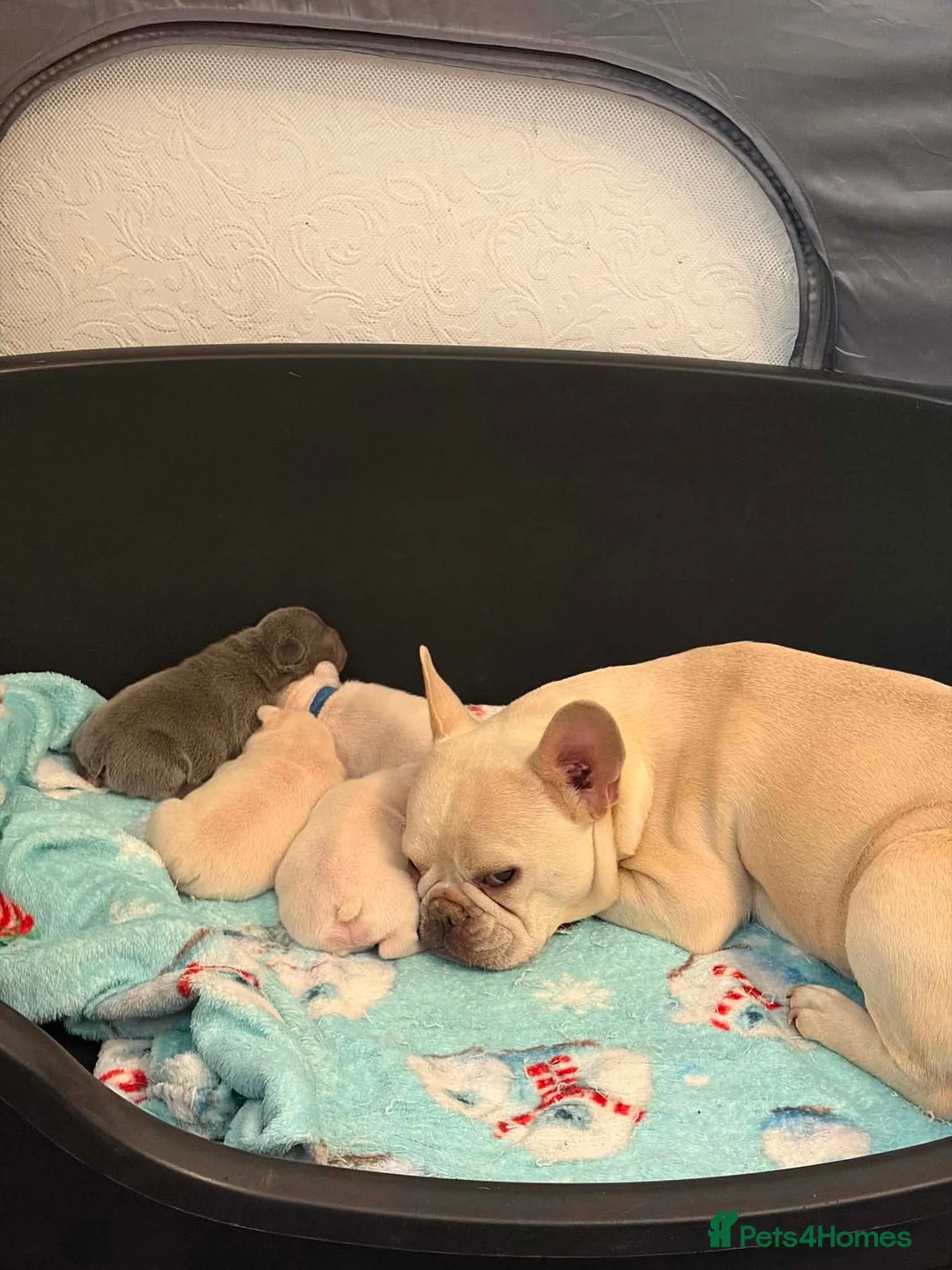 French Bulldog dogs for sale: French Bulldog Puppies in Swadlincote - Advert 2