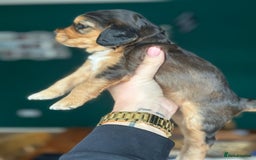 Cocker Spaniel dogs for sale: Working type Cockerspaniel pups kc registered dad  - Image 7