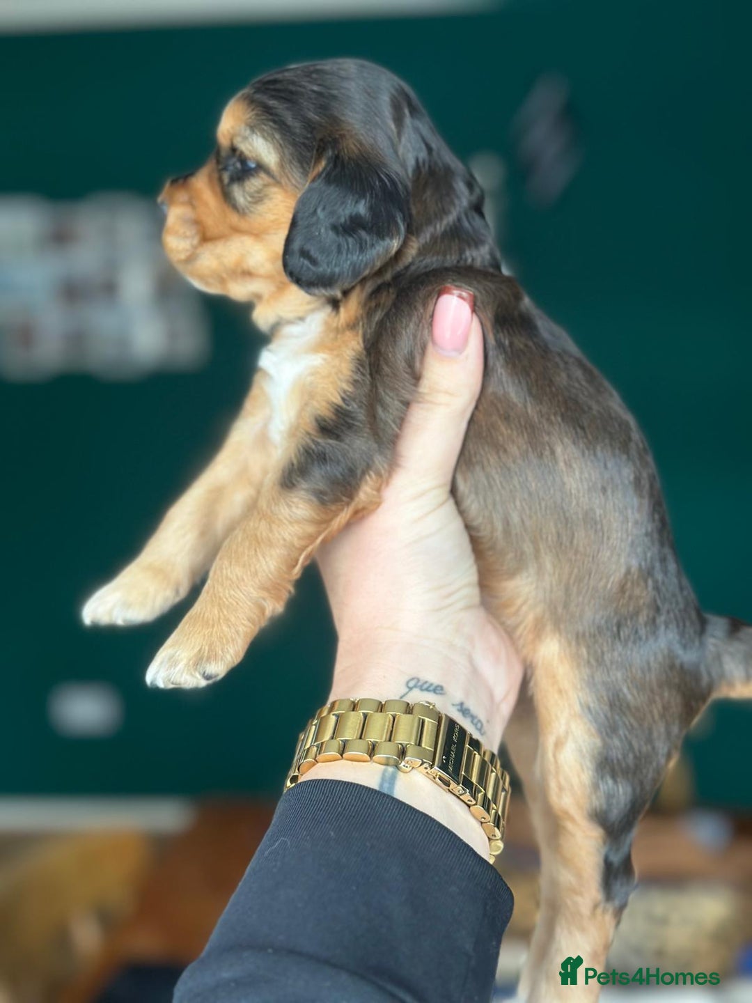 Cocker Spaniel dogs for sale: Working type Cockerspaniel pups kc registered dad  - Image 7