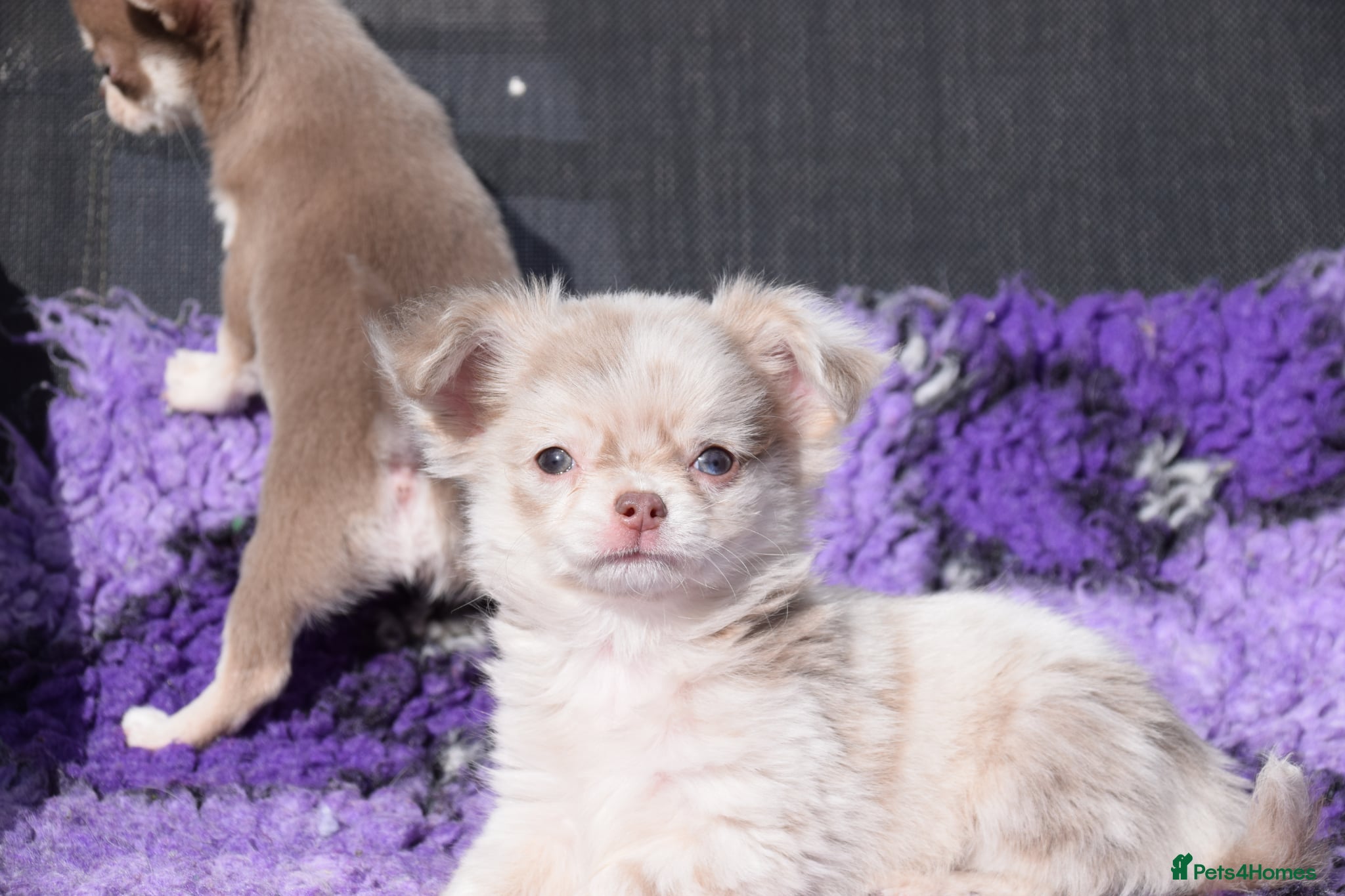 Chihuahua dogs Chihuahua Puppy - Advert 1