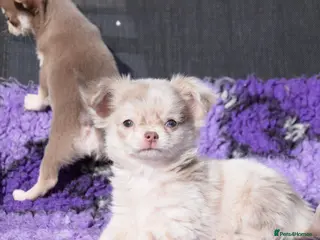 Chihuahua dogs Chihuahua Puppy - Advert 1