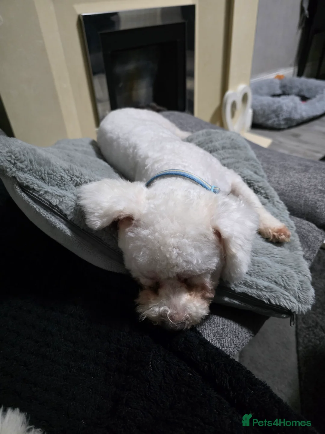 Bichon Frise dogs for sale: 2 x Bichon frise - Advert 2