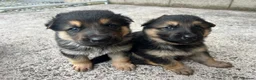 German Shepherd dogs for sale: German Shepherd pups in Armagh - Advert 6