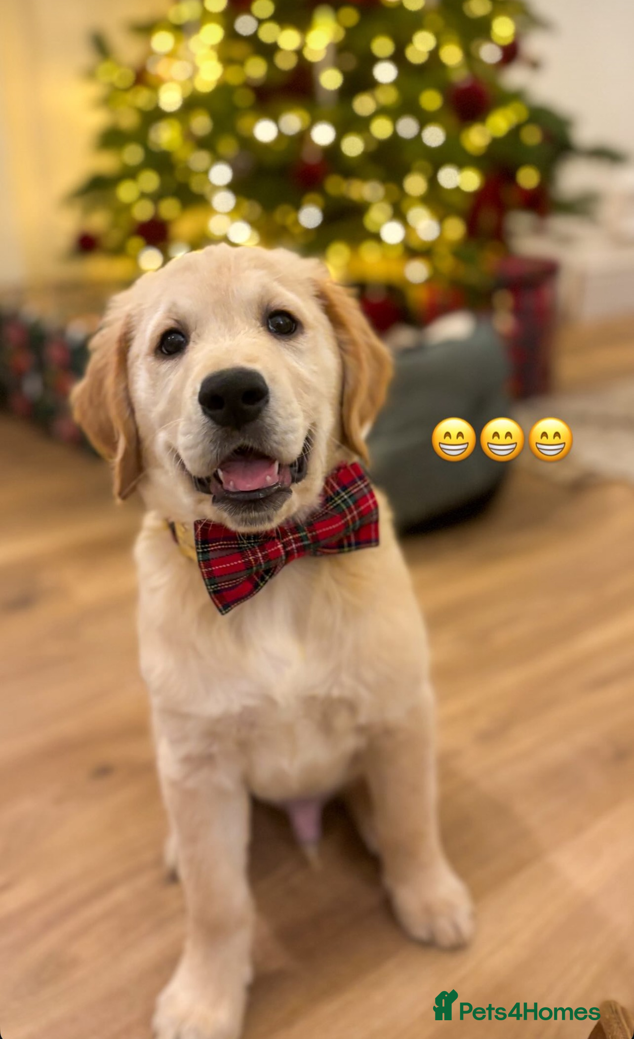 Golden Retriever dogs Best of Breed KC Golden Retrievers - Advert 3