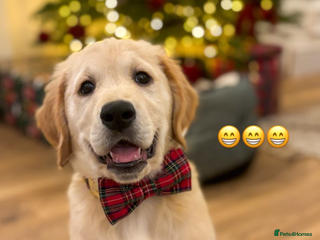 Golden Retriever dogs Best of Breed KC Golden Retrievers - Advert 2