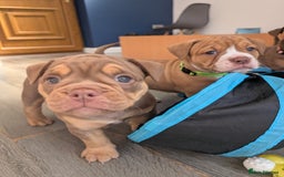 Olde English Bulldogge dogs for sale: READY NEXT WEEK! - OEB Puppies NEBBR ✅ 3rd Gen - Image 7
