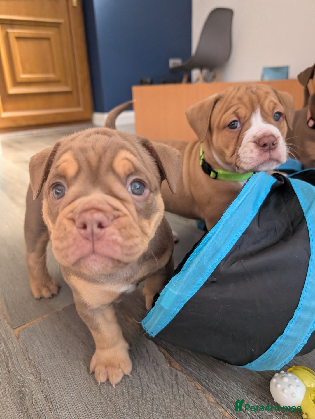 Olde English Bulldogge dogs for sale: READY NEXT WEEK! - OEB Puppies NEBBR ✅ 3rd Gen - Image 7