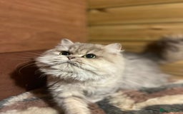 British Longhair cats for sale: Gorgeous Gccf female British Longhairs - Image 2