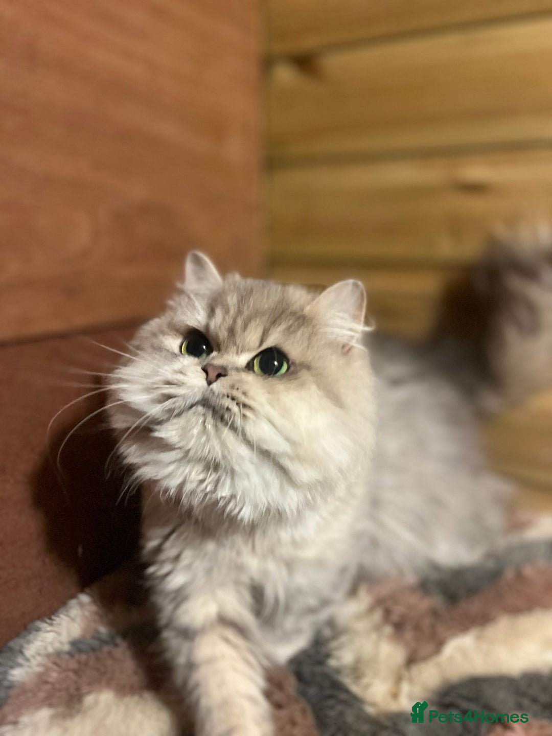 British Longhair cats for sale: Gorgeous Gccf female British Longhairs - Image 2