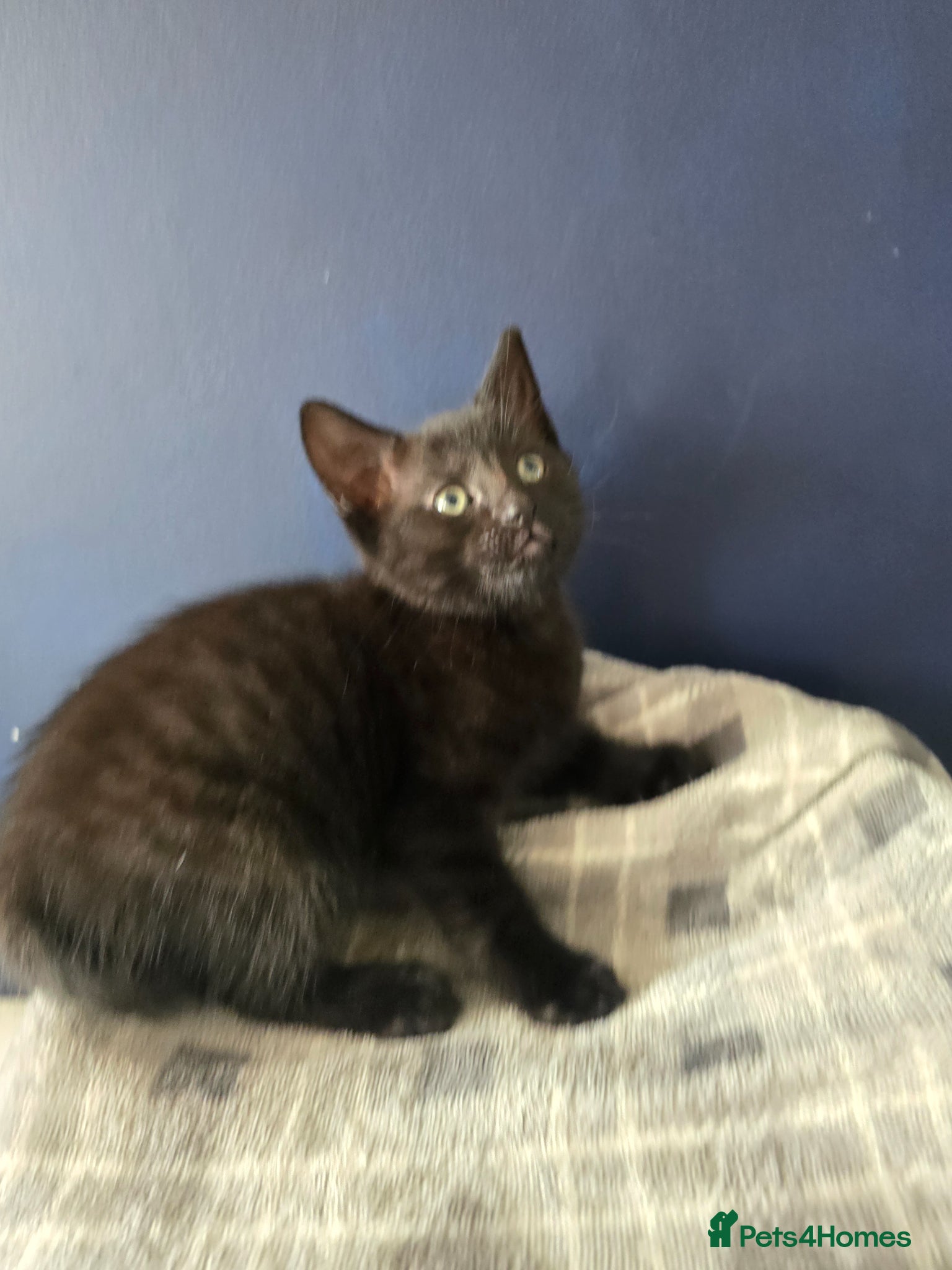 Mixed Breed cats Ready 5kittens raised with dogs and children - Advert 10